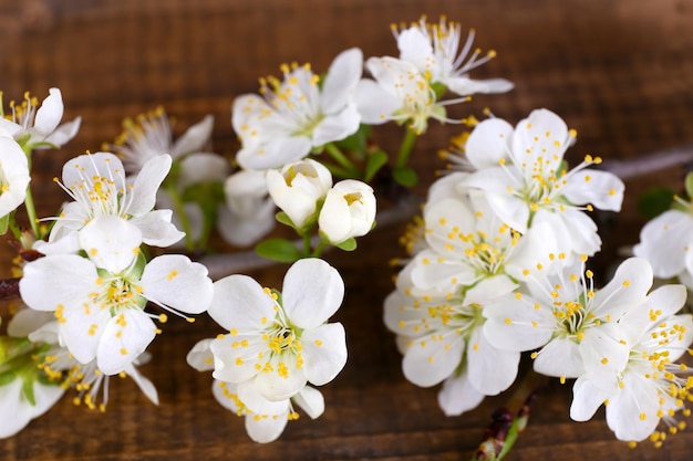 Foto ramo di albero in fiore con fiori bianchi su fondo di legno
