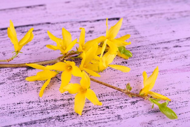 木製の背景に黄色の花が咲く木の枝