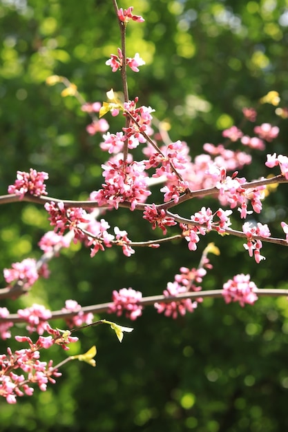 Blooming tree or bush on a blurred background Pink flowers on the branches Spring background