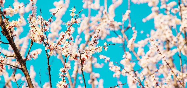 Blooming tree in the garden Selective focus