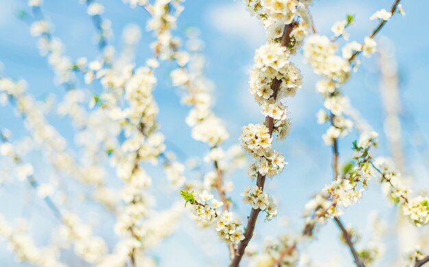 Blooming tree in the garden. Selective focus