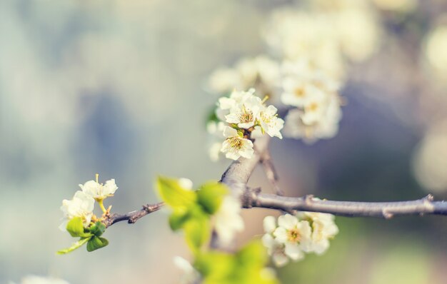 Blooming tree in the garden. Selective focus