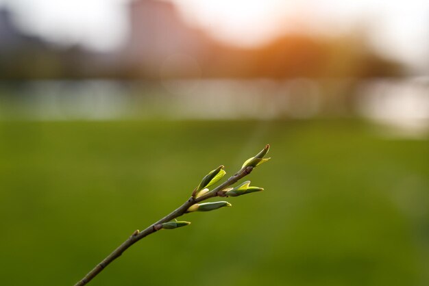 Blooming tree in spring. The buds open up.