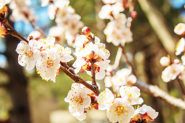 Blooming tree in spring. Fresh pink flowers on branch of fruit tree. Selective focus.nature