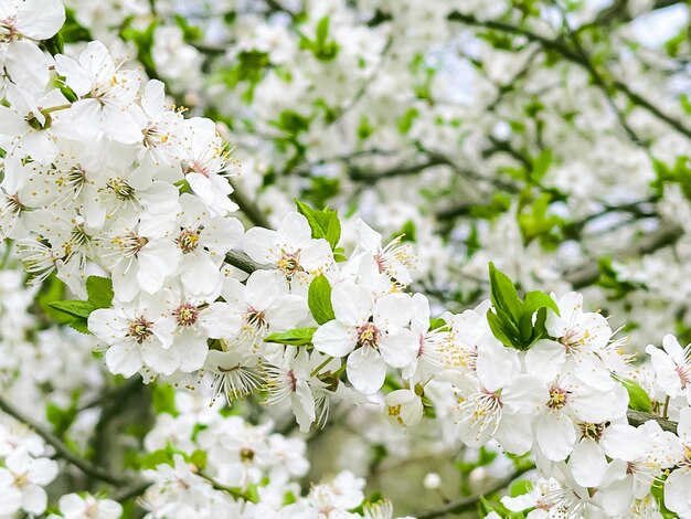 自然と農業の概念の枝の美しさの春の庭の花の花に咲く木