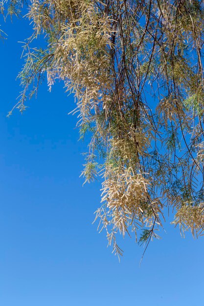 Foto l'albero in fiore tamarix aphylla in primo piano in una giornata di primavera soleggiata