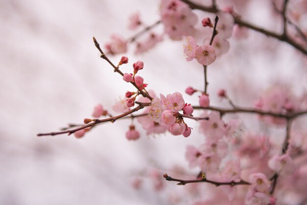 Albero fiorito con fiori rosa. tema dei fiori di primavera