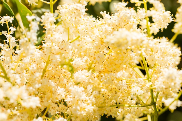 Цветущее дерево с белыми цветами в саду в начале лета.