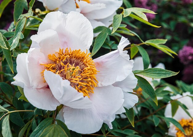 Blooming treelike white peonies on a spring sunny day in the garden