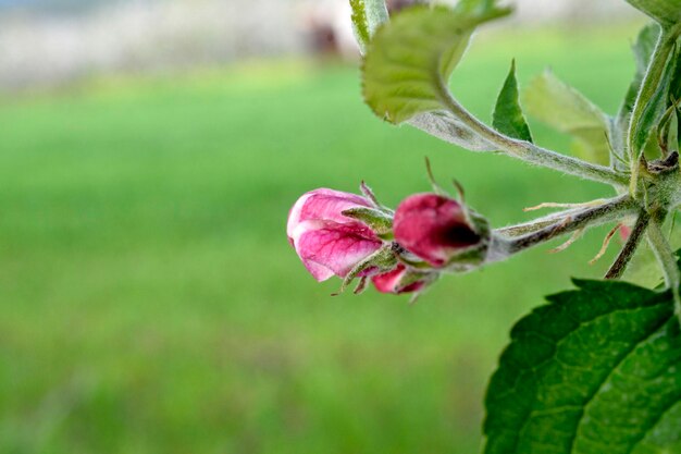 blooming trees of apple flowers in an orchard in spring