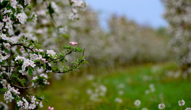 blooming trees of apple flowers in an orchard in spring