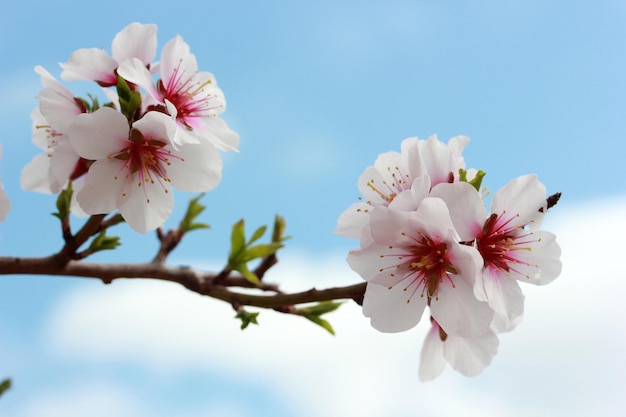 blooming trees in spring