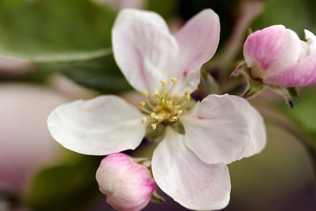 blooming trees in spring