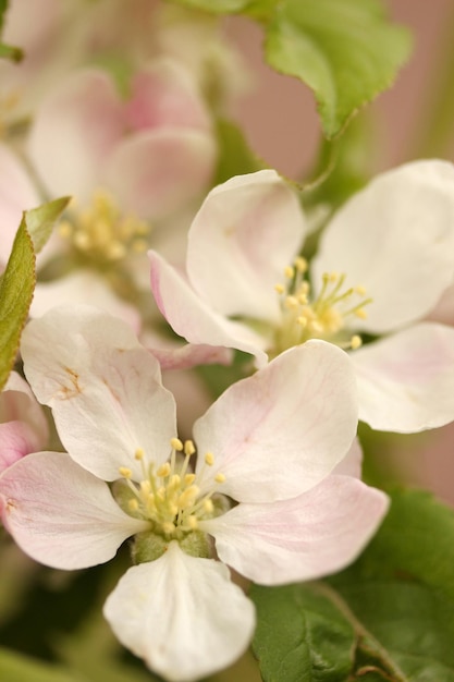 blooming trees in spring