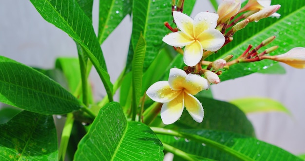 Blooming tropical flowers on green tree branch after rain in bright sunshine on white background Beautiful colorful plumeria frangipani buds in drops of water Closeup
