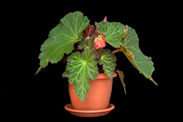 Blooming tuberous begonia in a pot isolate on a black background Floriculture hobby home and garden flowers