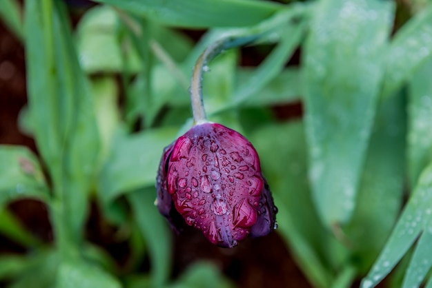 blooming tulip flower in the garden