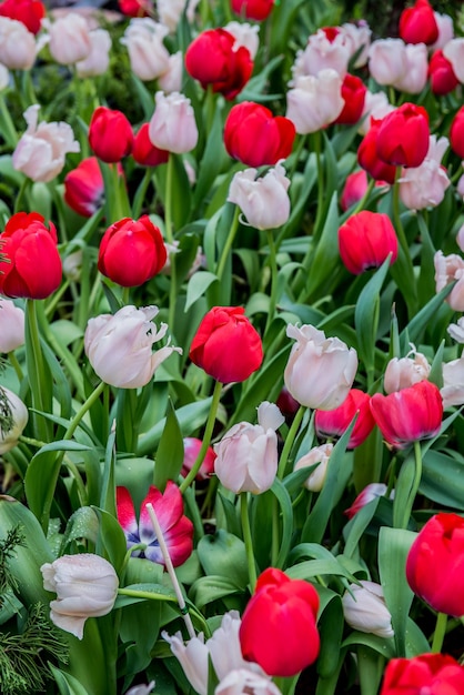 blooming tulip flower in the garden