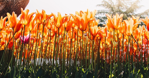 写真 花の背景として春に咲くチューリップの花