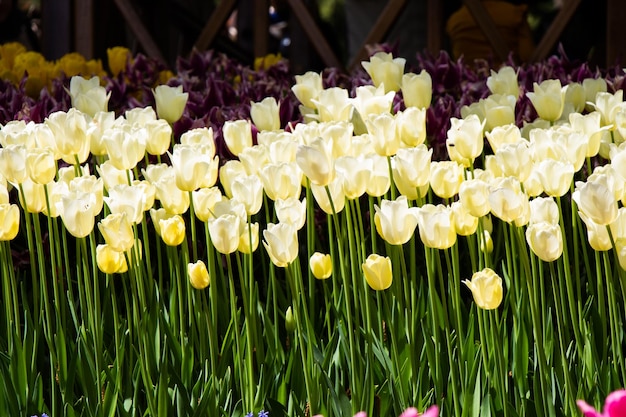 Фото Цветущие тюльпаны весной в качестве цветочного фона