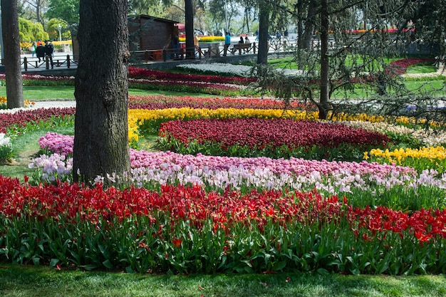 Цветущие тюльпаны весной в качестве цветочного фона