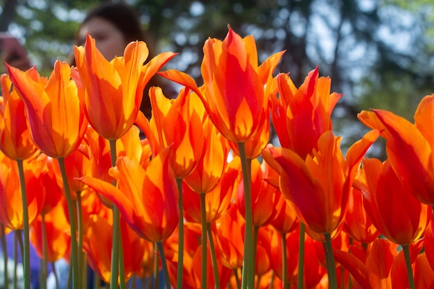 Blooming tulip flowers in spring as floral background