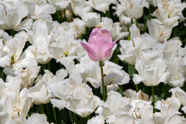 花の背景として春に咲くチューリップの花