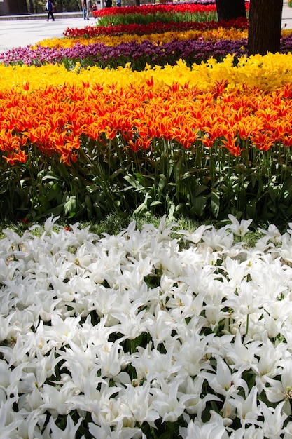 Blooming tulip flowers in spring as floral background