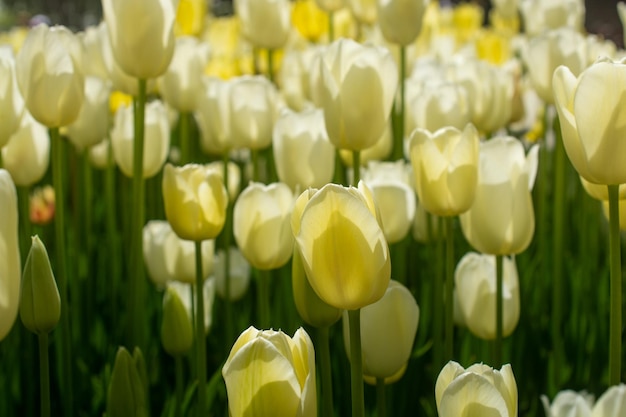 Blooming tulip flowers in spring as floral background