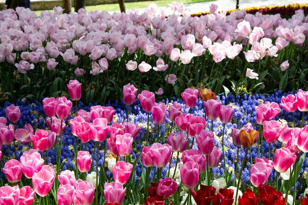 Blooming tulip flowers in spring as floral background