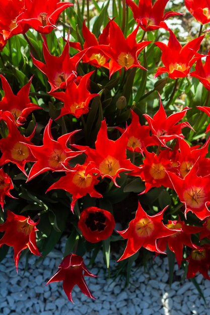 Blooming tulip flowers in spring as floral background