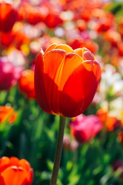 Blooming tulip flowers in spring as floral background