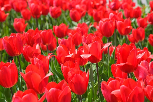 Blooming tulips. Beautiful spring and summer background.