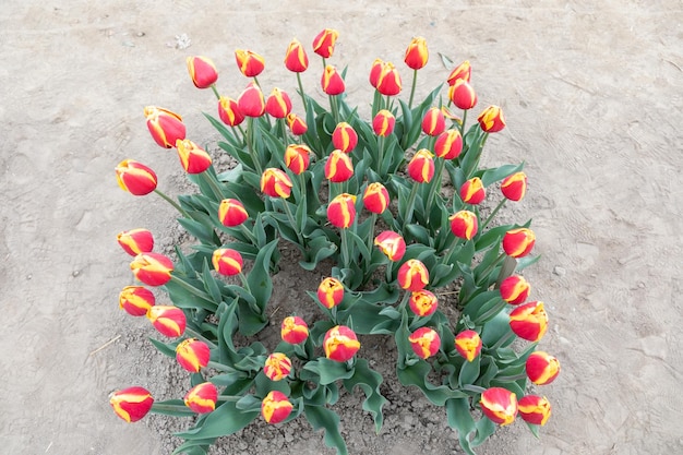 Blooming tulips field in Holland springtime beautiful floral green background