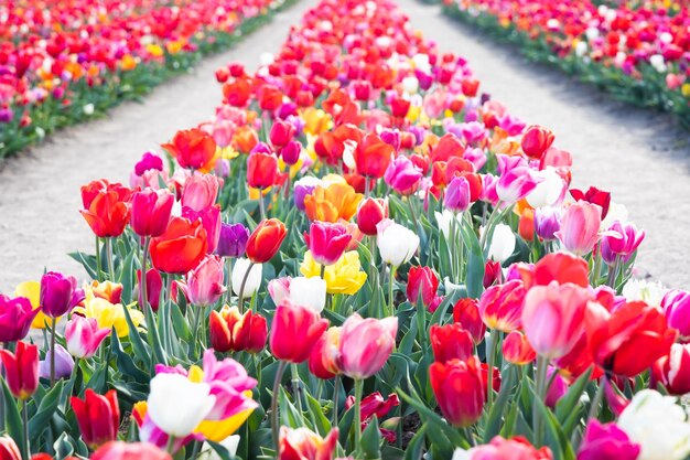 Photo blooming tulips field in holland springtime beautiful floral green background