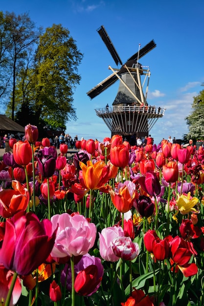 사진 keukenhof 꽃 정원에 피는 튤립 화단과 풍차