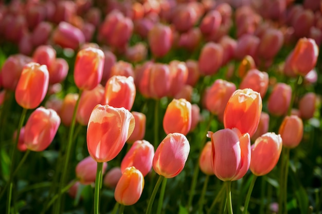 사진 keukenhof 꽃밭, 네덜란드에서 개화 튤립 화 단