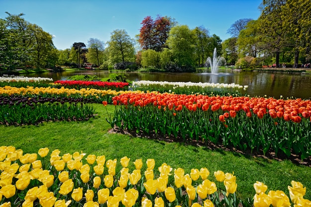 Photo blooming tulips flowerbed in keukenhof flower garden, netherland