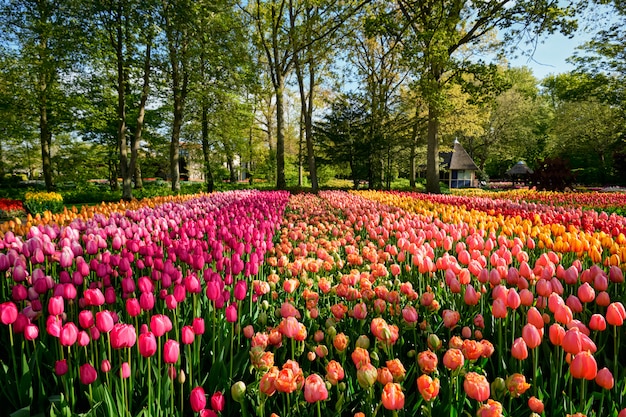 Цветущая клумба тюльпанов в цветочном саду Кёкенхоф, Голландия