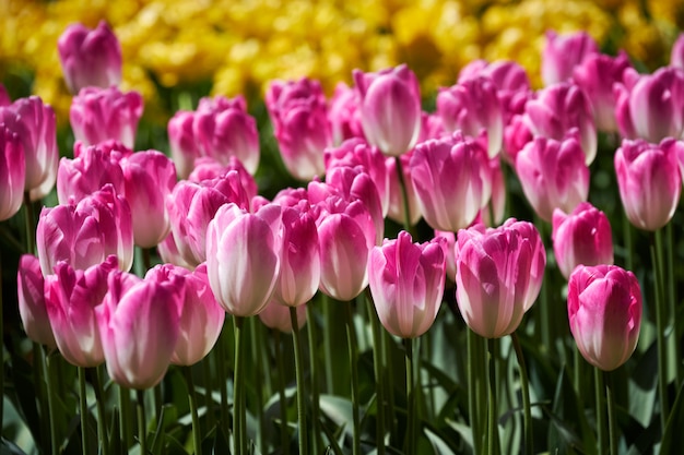 Blooming tulips flowerbed in Keukenhof flower garden, Netherland