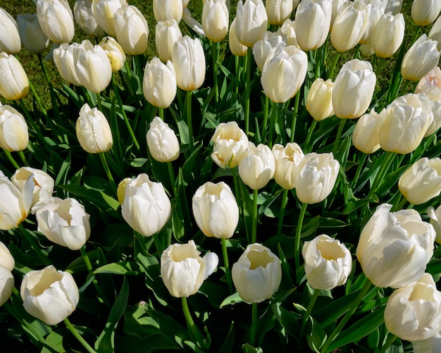 Blooming tulips flowerbed in Keukenhof flower garden, Netherland