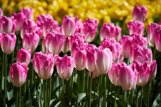 Aiola di fioritura dei tulipani nel giardino floreale di keukenhof, paesi bassi