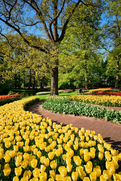 Keukenhof 꽃밭, Netherlan에에서 피 튤립 화 단