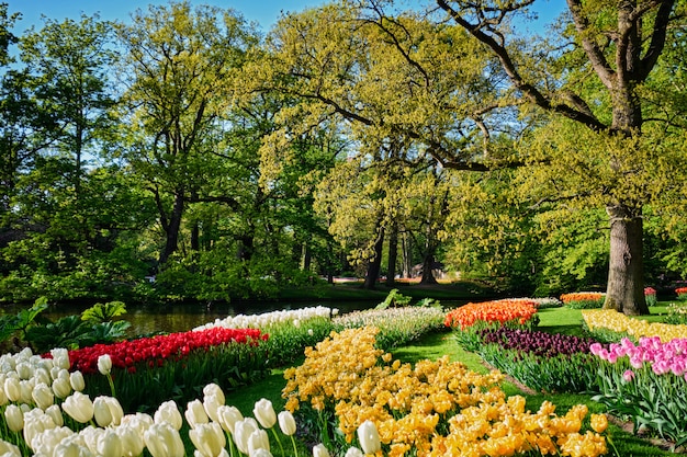 Blooming tulips flowerbeds in Keukenhof flower garden, Netherlan