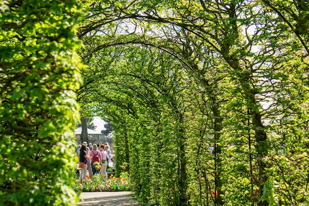 Photo blooming tulips flowerbeds in keukenhof flower garden