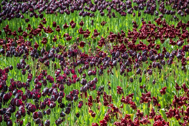 花の植物の背景として咲くチューリップの花