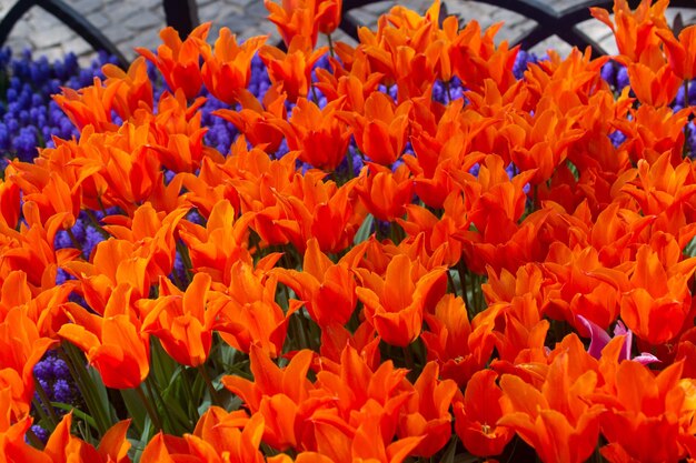 Blooming tulips flowers in as floral plant background