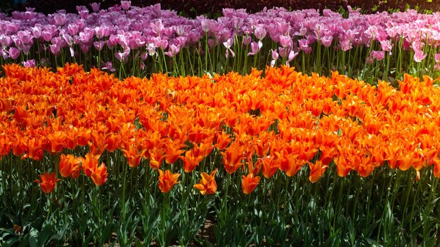 Blooming tulips flowers in as floral plant background