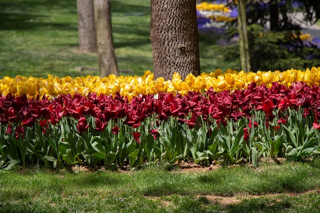 Blooming tulips flowers in as floral plant background