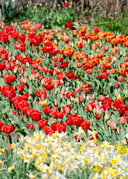 ツリップの花 赤とオレンジのツリップを植える